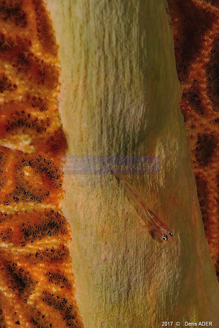 Pleurosicya micheli Gobie nain-Subergorgia-hicksoni Gorgone evantail Safaga Tobia Soraya-7m-20171122-Denis-ADER-DSC_3488_tn.jpg